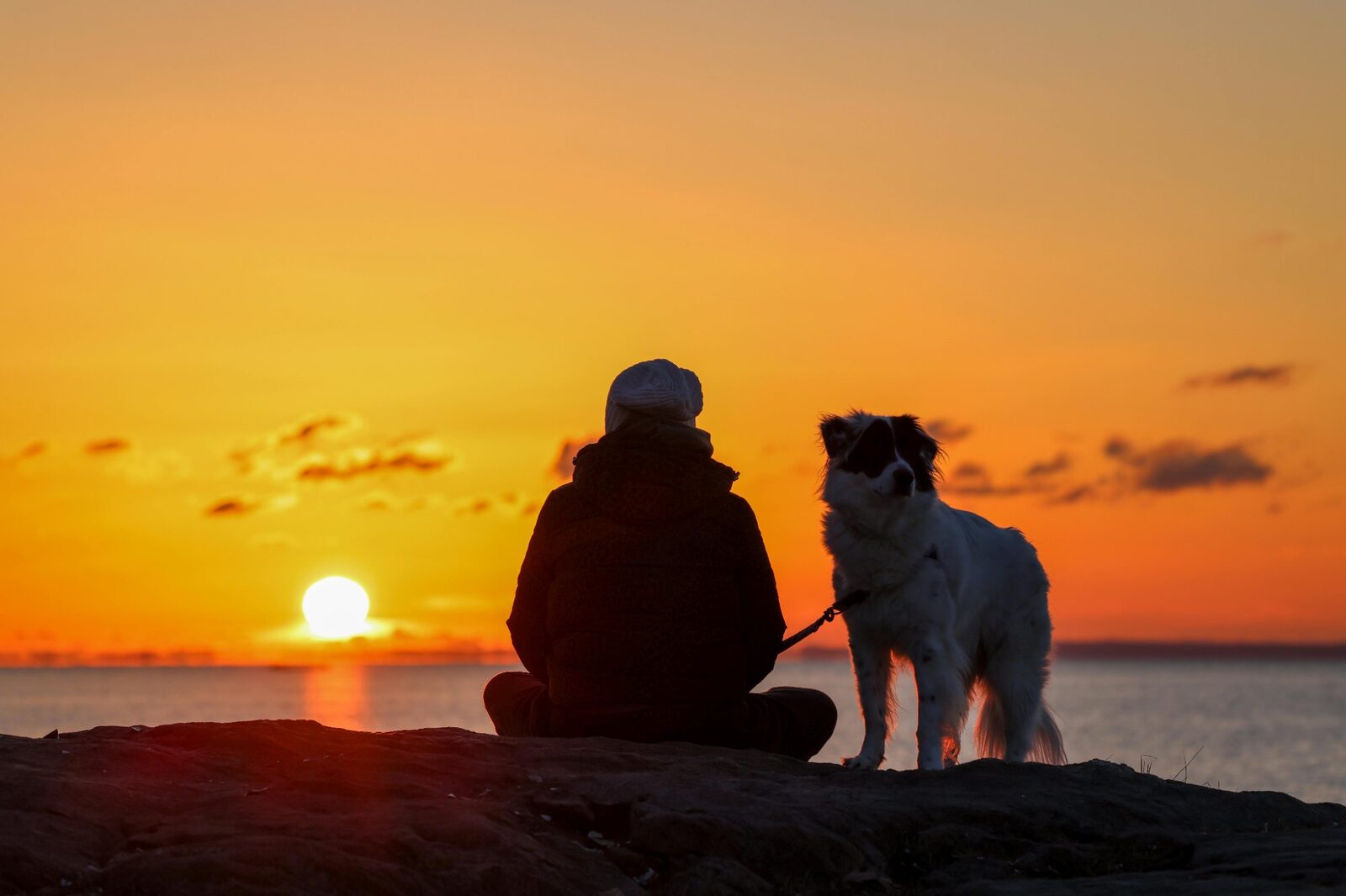 A person and dog silhouetted against a sunset