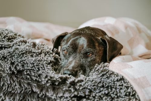 A peaceful in-home visit with a pet
