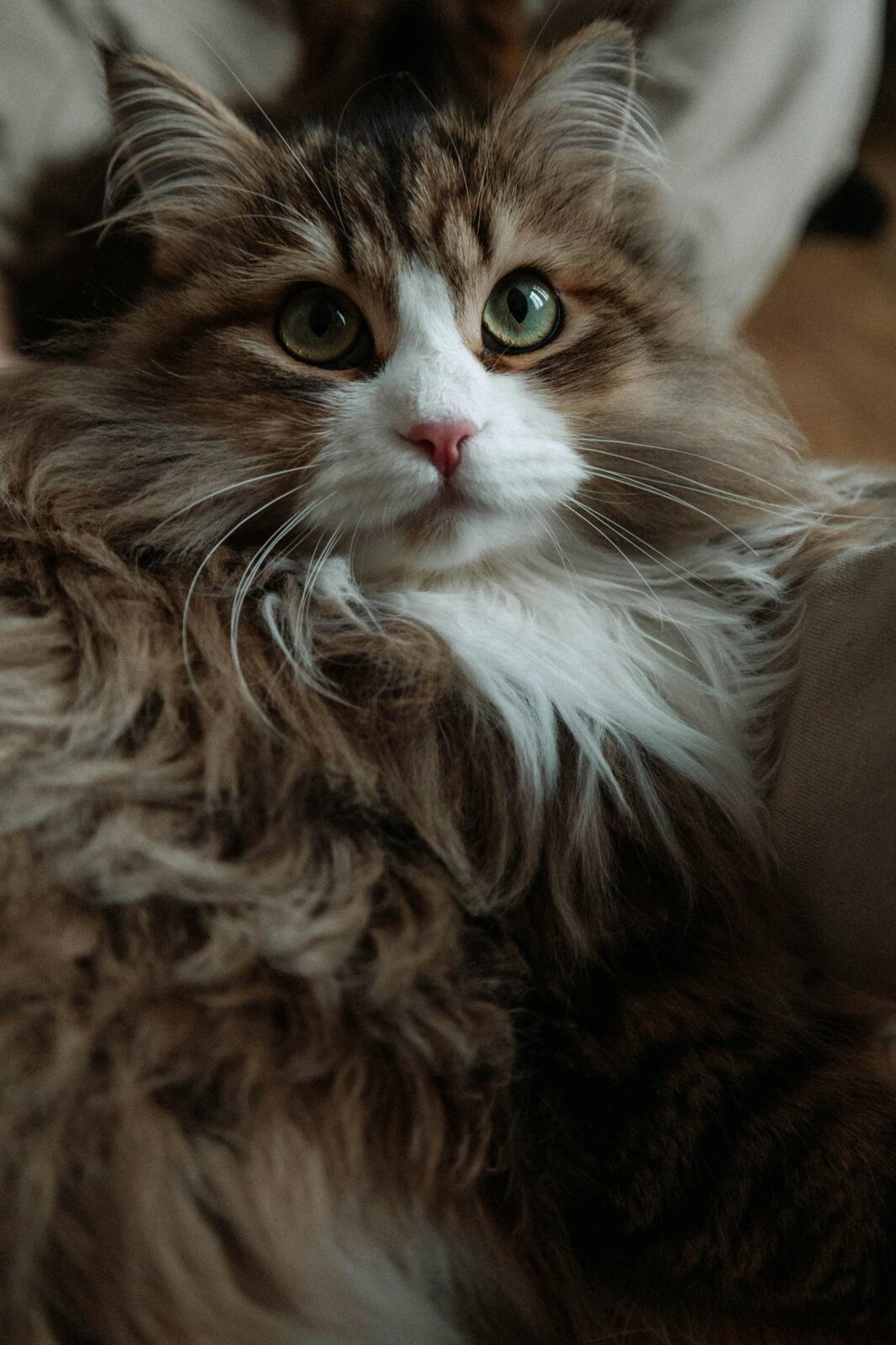 A fluffy cat looking up gently