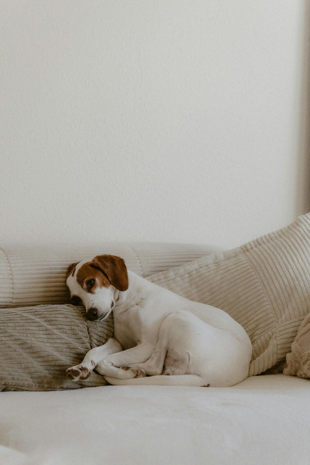 A senior pet resting peacefully at home