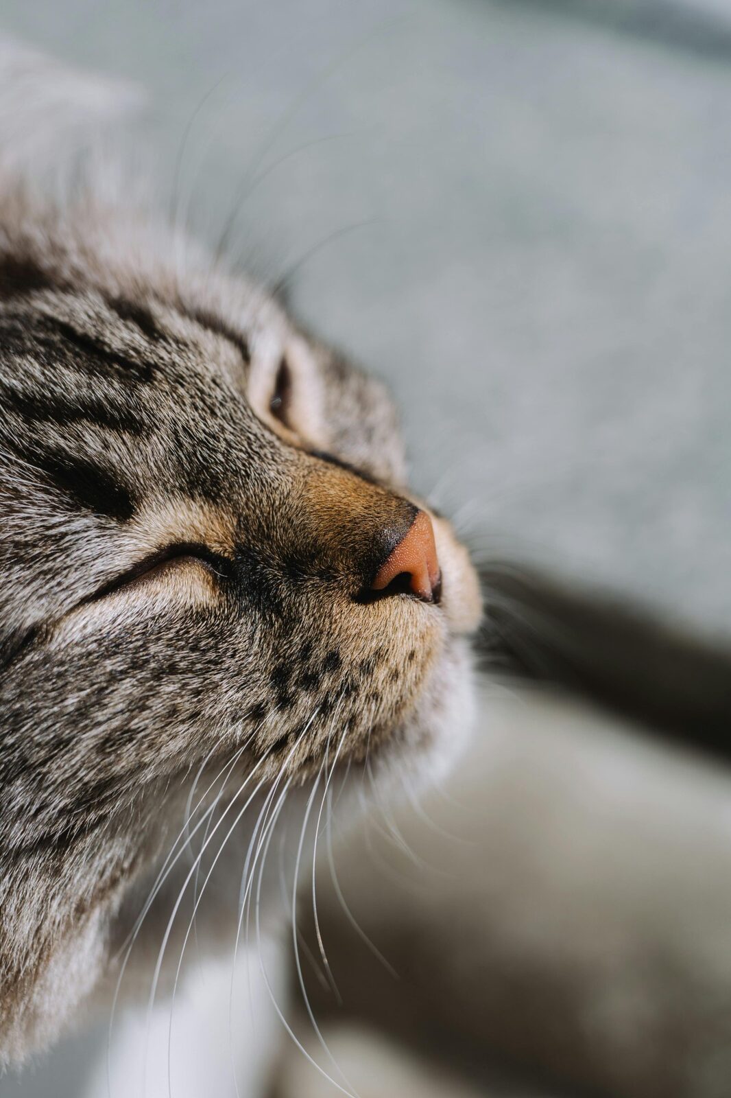 A cat looking peacefully out a rainy window
