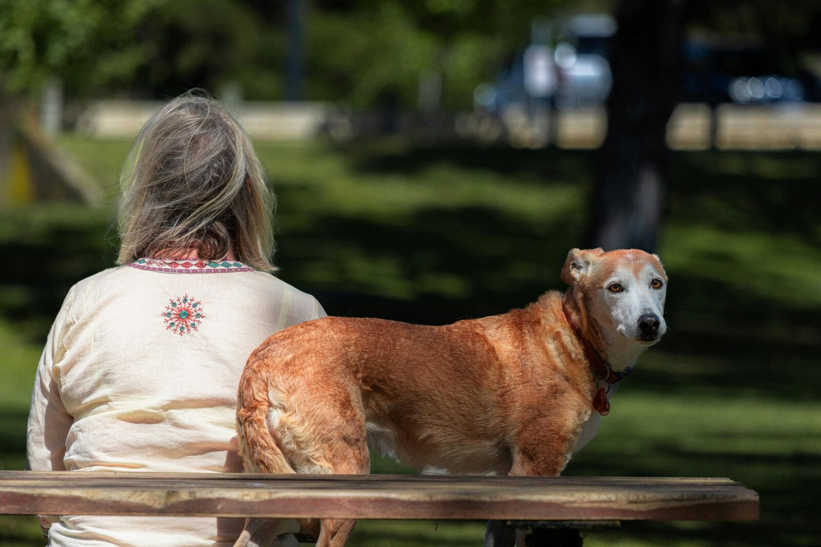 A woman sitting with her aging dog on a park bench