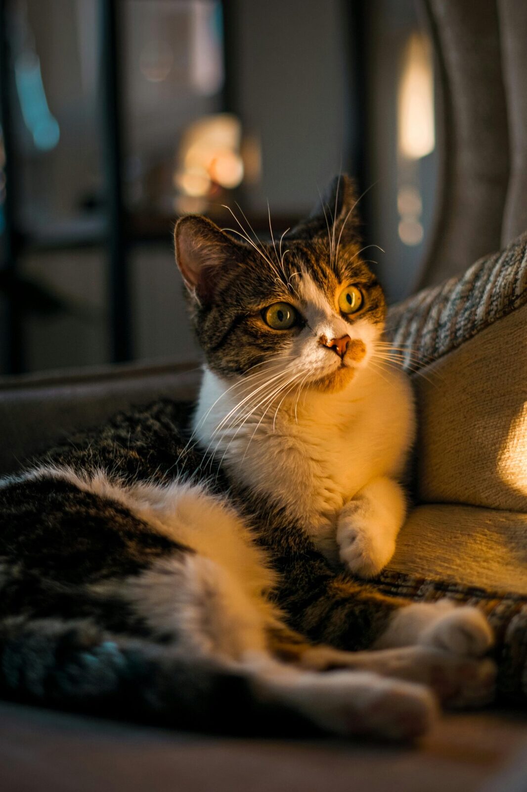 A peaceful pet resting at home